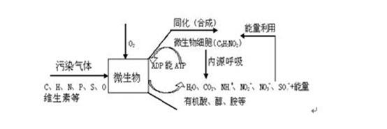 微生物